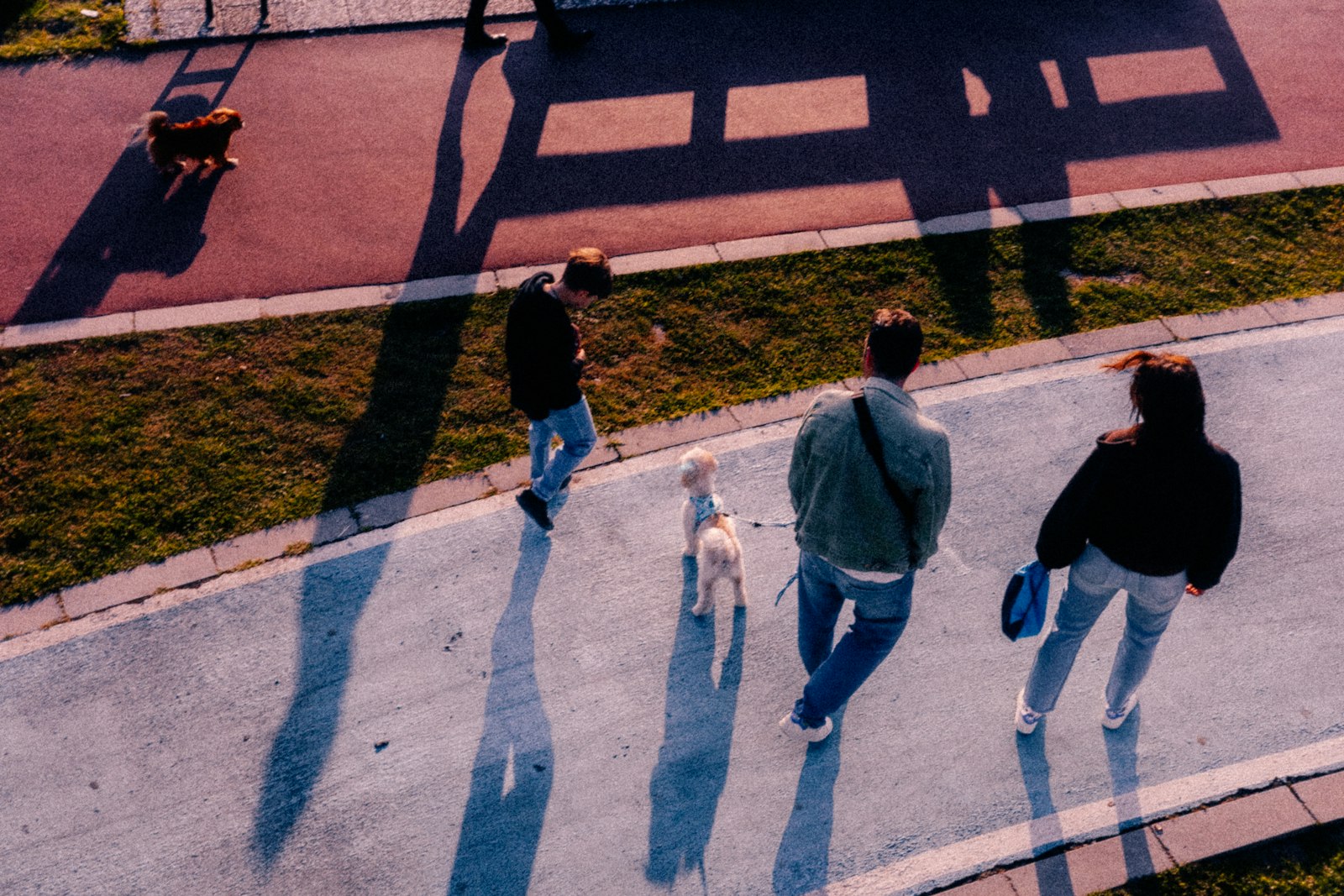 Can Dog Daycare Help with Bad Behavior at Home? Sometimes, but Not Always